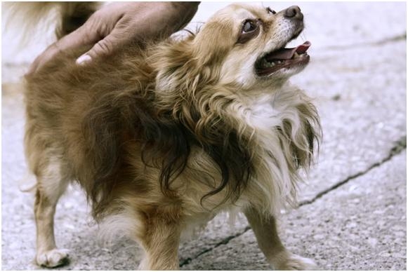 LOST – 4/25/13 – Long Haired Chihuahua – St. Mary’s County