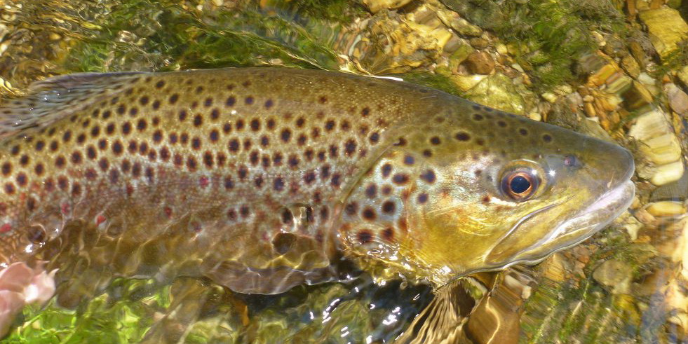 Spring Trout Stocking Begins In Maryland Lakes And Streams - Southern ...