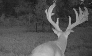 Kent County Man Convicted of Poaching 17-Point Buck
