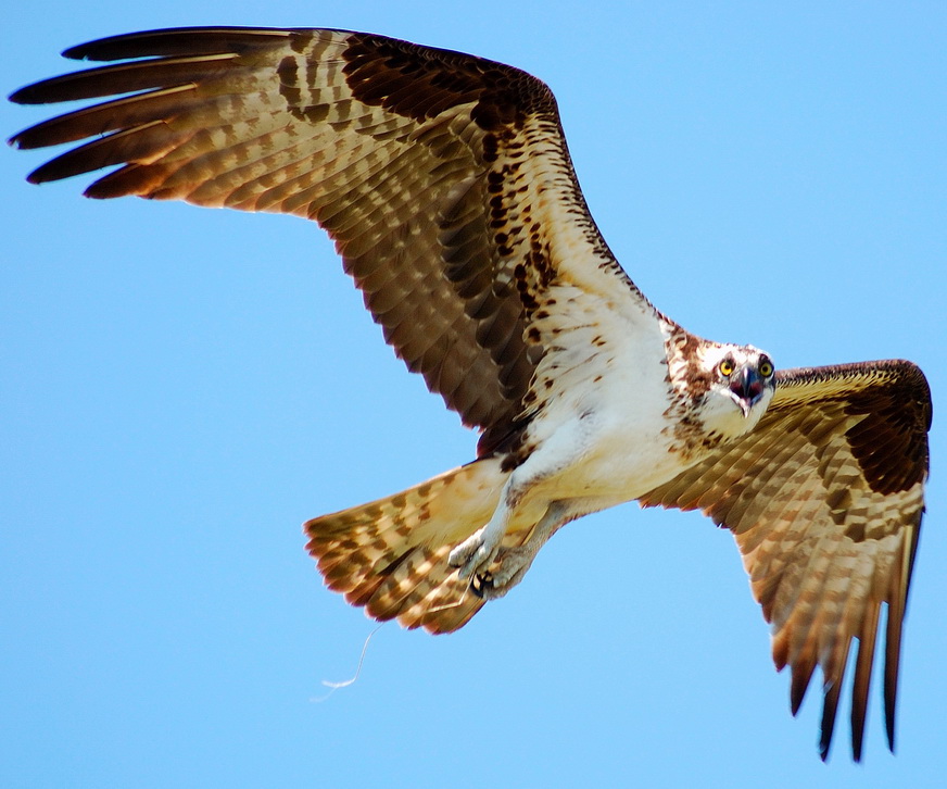 cam Captures Ospreys’ Return to Calvert County Southern Maryland