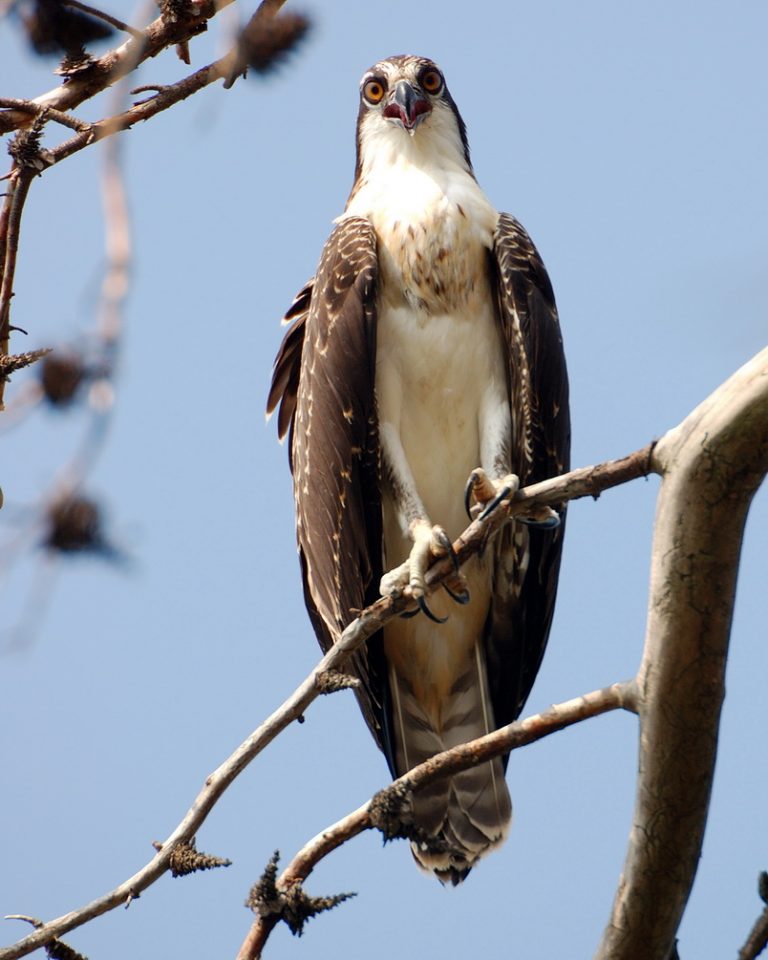 cam Captures Ospreys’ Return to Calvert County Southern Maryland