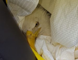 Maryland State Police Trooper Rescues Injured Eagle