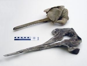 Araeodelphis, (lower jaw not preserved) is the most archaic known member of the family (the Platanistidae) to which the South Asian river dolphin is also a member (background, skull shown without lower jaw). Scale bar is in centimeters. CMM Photo by S. Godfrey.