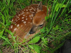 Marylanders Reminded to Keep Fawns Wild