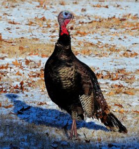 Another Record Spring Turkey Harvest in Maryland