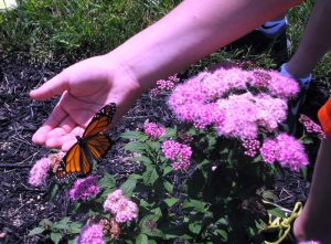 Calvert Hospice Butterfly Release to be Held on June 11