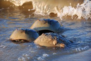 Horseshoe Crab Migration Begins in Maryland