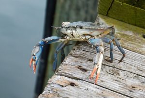 Modest Changes Coming to Maryland’s Commercial Crab Harvest