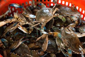 Blue Crab Stock Considered Sustainable, Despite Population Decline