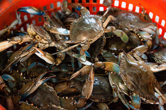 In 2016, an estimated 16 percent of female blue crabs were harvested from the Chesapeake Bay. Experts say the stock is not depleted and overfishing is not occurring, but advise a cautious approach to blue crab management.