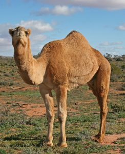 57-Year-Old Man Bitten and Trampled by a Camel in Charles County