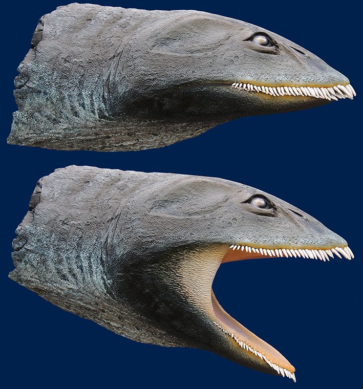 Reconstruction of Morturneria, sculpted by co-author Dr. Stephen Godfrey currently on display at the Calvert Marine Museum