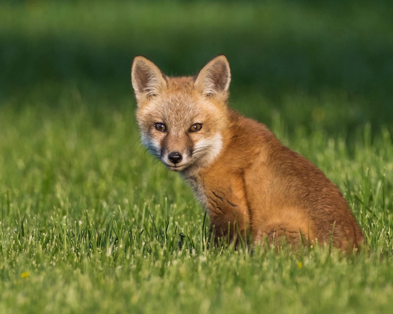 Fox Tests Positive for Rabies in Lexington Park - Southern Maryland ...