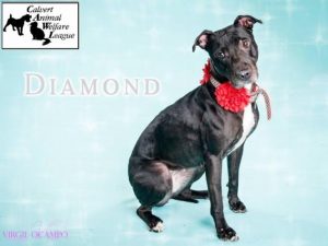 Wednesday’s Pet is DIAMOND