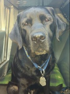 Arson Fighting Canine Passes Away