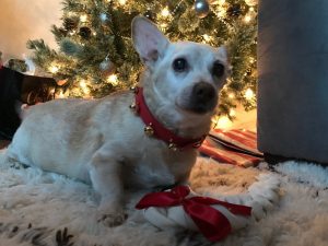 Pet Owners Reminded to Be Extra Cautious During Holiday Season