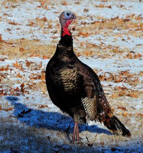 Maryland Winter Turkey Season Opens Jan. 18