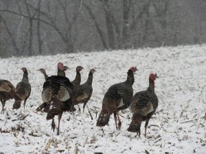 St. Mary’s County Tops State in Winter Turkey Season Results