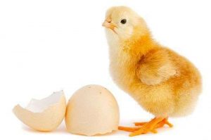 Department of Agriculture Discourages Residents from Buying Chicks this Spring
