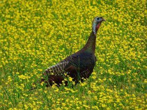 Spring Turkey Hunters Harvest 3,861 Gobblers