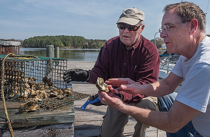 Fred Millhiser of Friends of St. Clements Bay and Chuck Bright, resident of Breton Bay Estates, check oyster growth in a cage pulled up from a community pier in Cherry Cove Creek, a Breton Bay tributary. Bay Journal photo by Dave Harp