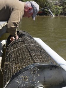 Bruce Perrygo checks on oysters growing by his pier in Combs Creek, a Breton Bay tributary. The cylindrical cage can be rotated to help clean algae and silt from shells. Bay Journal photo by Dave Harp