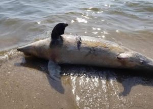 Dead Dolphin Found on Calvert County Beach