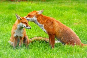 Foxes Test Positive for Rabies in Lexington Park Area