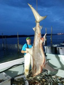 Three Hundred Ten Pound Shark Caught off Cedar Point in St. Mary’s County