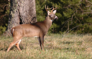 Deer Firearms Season Opens November 24