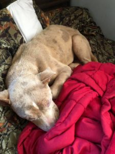 Fire Departments in Calvert County Rescue Missing Dog Found on Cliff on Christmas Eve