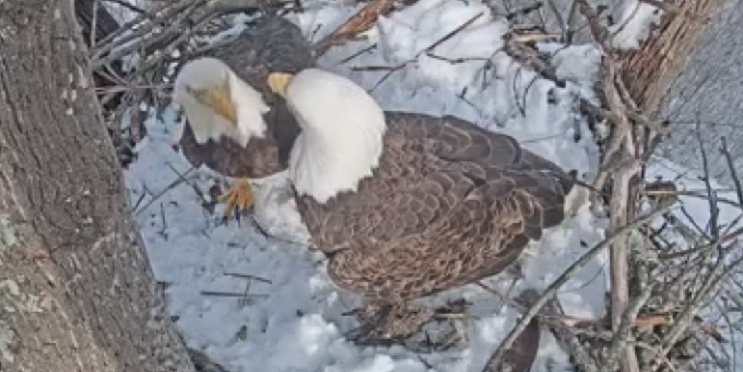 Say Hello to Chandler and Hope, the Stars of the Port Tobacco Bald