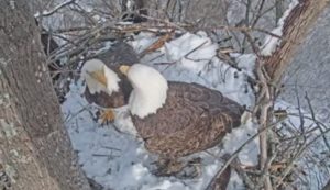 Say Hello to Chandler and Hope, the Stars of the Port Tobacco Bald Eagle Cam