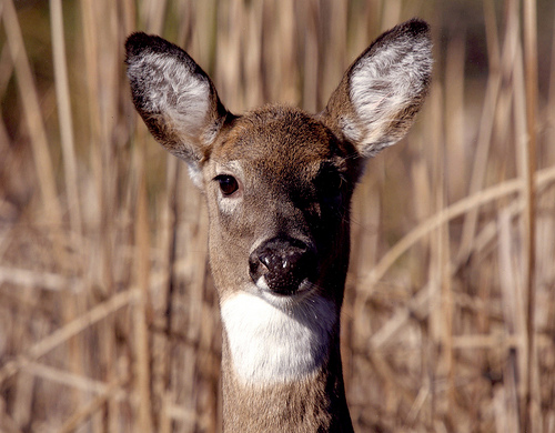 Maryland Hunters Harvest 77,000 Deer During 2018-2019 Season - Southern ...