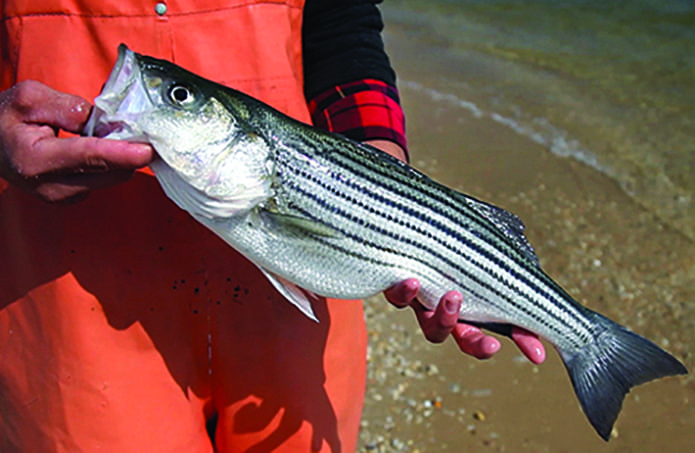 Rockfish Population in Trouble, New Study Finds; Catch Limits Likely -  Southern Maryland News Net