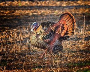 Spring Hunters Harvest 4,002 Wild Turkeys in Maryland