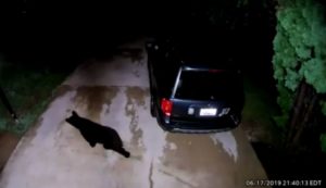 VIDEO: Bear Caught on Home Security Video Walking Around Waldorf Neighborhood