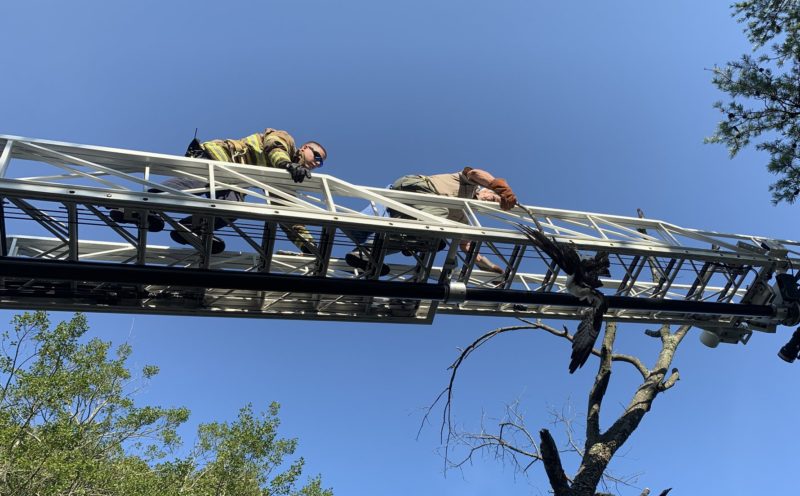 Anne Arundel Riviera Beach Volunteer Fire Department Assists Owl Moon Raptor Center and Citizens in Saving Injured Adult Osprey Stuck in Tree