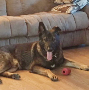 The Calvert County Sheriff’s Office Regrets to Announce Passing of Retired Police K-9 Wolf