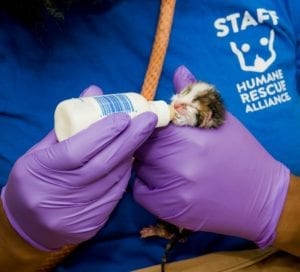 Humane Rescue Alliance and St. Mary’s County Animal Services Hosting Free Training on Caring for Neonatal Kittens at Hollywood Volunteer Rescue Squad on March 3, 2020