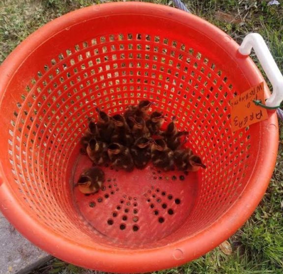 Maryland Natural Resources Police and Firefighters Rescue 12 Ducklings Stuck in Storm Drain