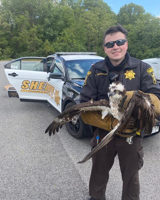 Two Citizens and Charles County Police Officers Rescue Wounded Osprey from Roadway in Waldorf