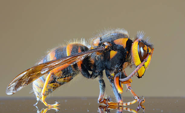 Maryland Department of Agriculture Says Presence of Asian Giant Hornet “Murder Hornet” in Maryland, is Highly Unlikely