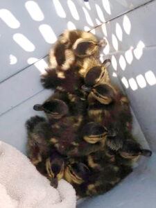 VIDEO: Volunteers from Bay District Assist Gentle Hands Wildlife Services with Ducklings Stuck in a Storm Drain