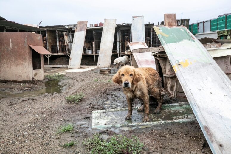 Straw huts keep shelter dogs warm, Local News