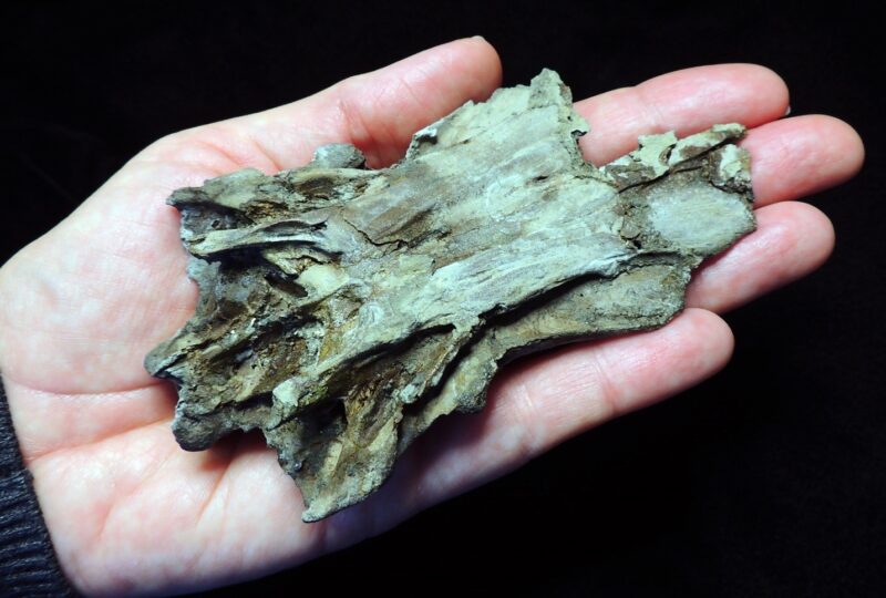 New Species of Fossil Found Along Calvert Cliffs
