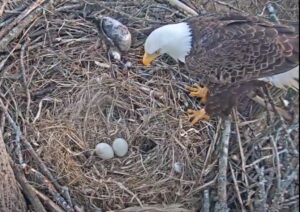 LIVE VIDEO: Charles County Parks and Recreation Excited to Announce Bald Eagles Chandler and Hope Lay Eggs