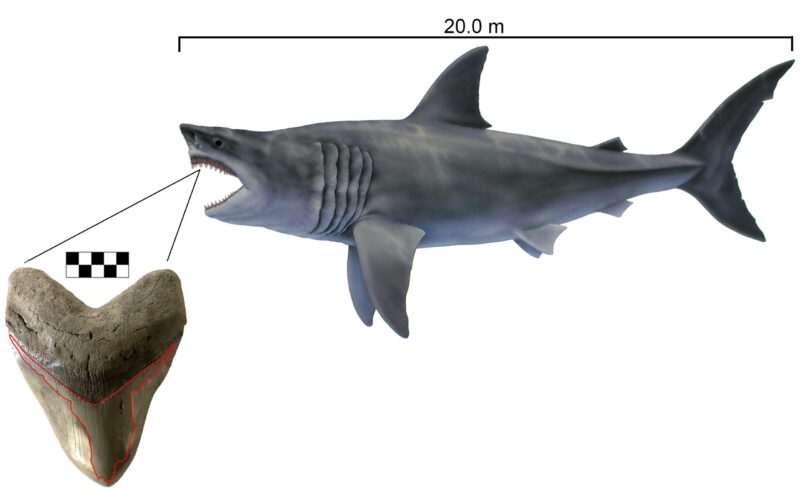 Research Paper Published by Calvert Marine Museum Staff, Megalodon Reach Maximum Body Length of 65 FT