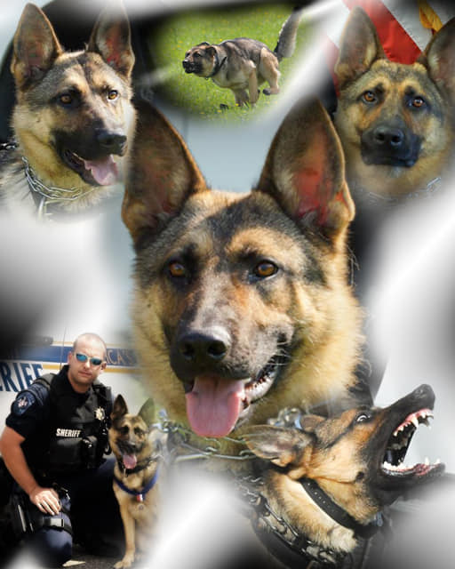 The St. Mary's County Sheriff's Office Sadly Announces the Passing of  Retired K9 Bruno - Southern Maryland News Net