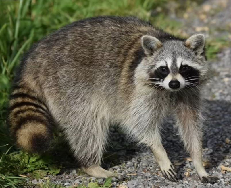 Two Animals Test Positive for Rabies in the Piney Point Area - Southern  Maryland News Net | Southern Maryland News Net